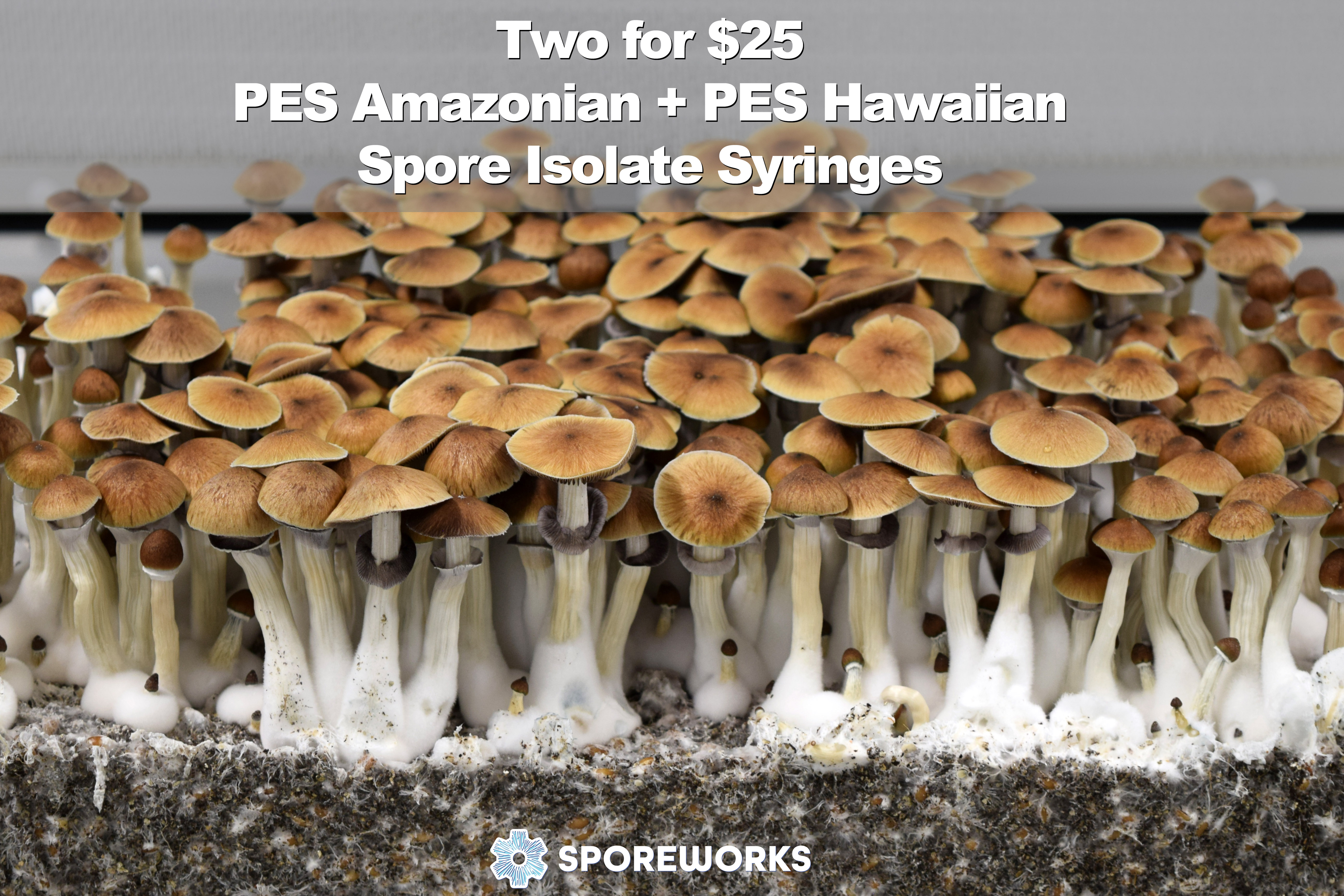 2 for $25 - PES Amazonian and PES Hawaiian Spore Isolate Syringes